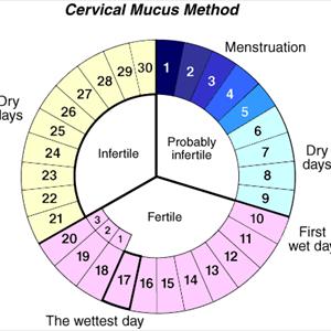 ovulation calculator