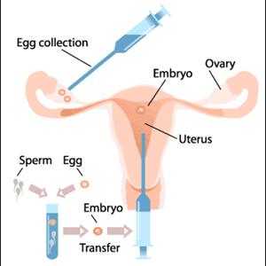 Temperature Charting Ovulation - Sinrex Male Enhancement Pills For Infertility?